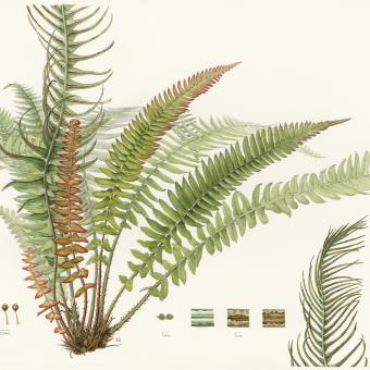 Blechnum punctulatum illustration Eden Florilegium Society